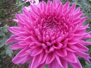 Продам рассаду хризантем