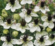 МАСЛО ЧЕРНОГО ТМИНА