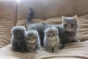 Продам шотландских вислоухих котят
