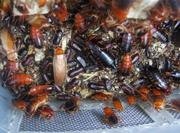 Живые корма