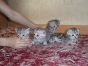 шотландские вислоухие котята продаю