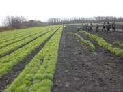 Сеянцы сосны и ели обыкновенной из семян 1 класса