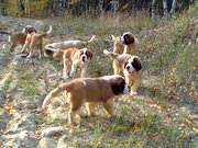 продаю щенков сенбернара