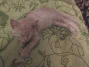 Отдам котёнка в хорошие руки