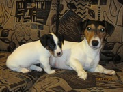 Щенки джек-рассел-терьера