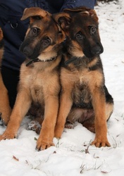 ЩЕНКИ НЕМЕЦКОЙ ОВЧАРКИ ОТ ТИТУЛОВАННЫХ РОДИТЕЛЕЙ