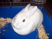 Кролик белый