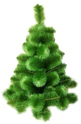 Продам елки с доставкой на дом!