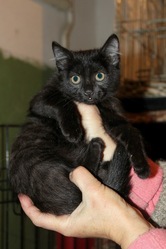 котенок в добрые ручки