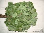 Банные веники береза, дуб, количество любое в Липецке 89205022275