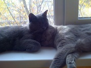 Британские котята редкий окрас