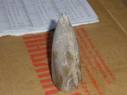 продам белемнит