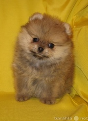 продам: щенки померанского шпица