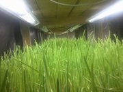 Зелень лука свежая