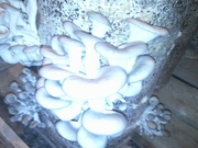 Грибы вешенка свежие