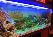 аквариум на 250 литров