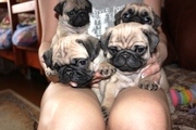 Продаются породистые щенки мопса