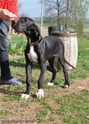 Продам суку Немецкого Дога (цена договорная)