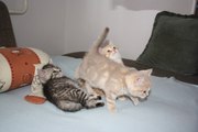Продам котят шотландских страйтов.