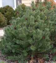 Хотите купить живую Елку, благоухающую ароматом Нового года?! Это к на