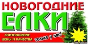 Новогодние живые елки.