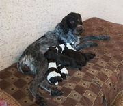 Щенки породы Дратхаар