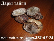 Продaм желчь медведя, струя бобра