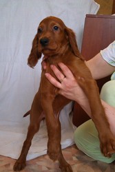 щенки ирландского сеттера