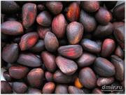 кедровый орех город томск