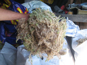 Мох строительный