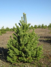 Живые новогодние елки (сосенки)