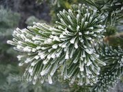 куплю пихтовое масло