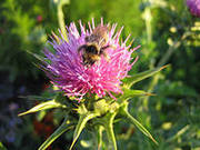 Продам Расторопшу пятнистую урожай 2014