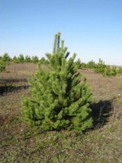 Продаю Ель сосну новогоднию. Оптом