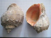 Ракушки Рапана 1 мешок