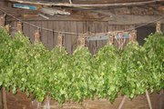 Продажа больших УРАЛЬСКИХ березовых веников. Краснодар 
