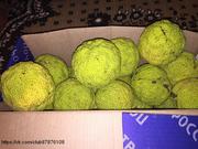 Маклюра плоды (адамово яблоко), готовая настойка, мазь