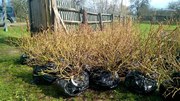 Саженцы голубики оптом с доставкой по РФ