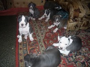 щенки питбуля не дорого!