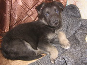 продам щенков восточно европейской овчарки